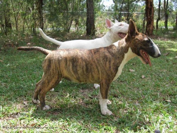 Avindie cause i'M wicked | Bull Terrier 