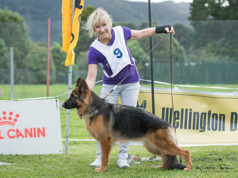 Gold Dust vom Volkerson | German Shepherd Dog 