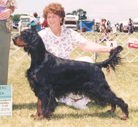 Tri-Sett Zenith Brite Judee | Gordon Setter 