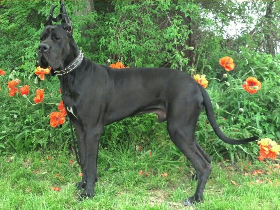 Lean On Me Cassius Clay | Great Dane 