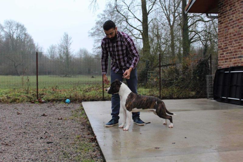 Power Brother's K9 Injection Marlboro of Musclerock | American Staffordshire Terrier 