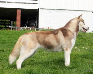 Kristari's Sesame | Siberian Husky 