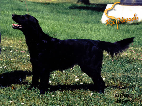 ALMANZA HEAVEN KNOWS | Flat-Coated Retriever 