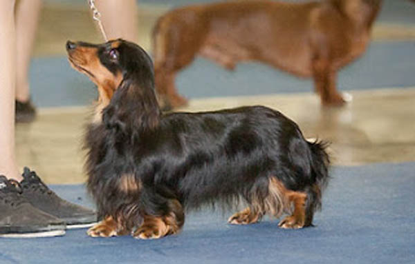 Tezaurus Dream Prima | Dachshund 