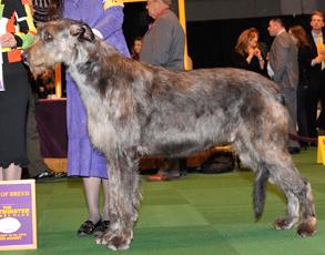 Wolfhaven Aint No Fool To Olugh | Irish Wolfhound 