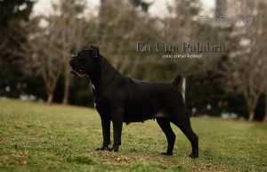 LIONORA DELLA CORTE DEGLI OLIVI | Cane Corso 