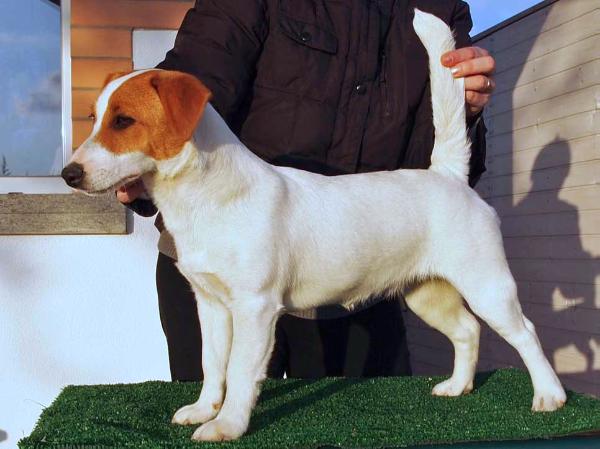 Classical Blue Violetta Mascalzone Canino | Jack Russell Terrier 