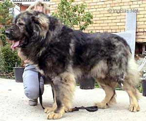 Lord | Caucasian Mountain Dog 