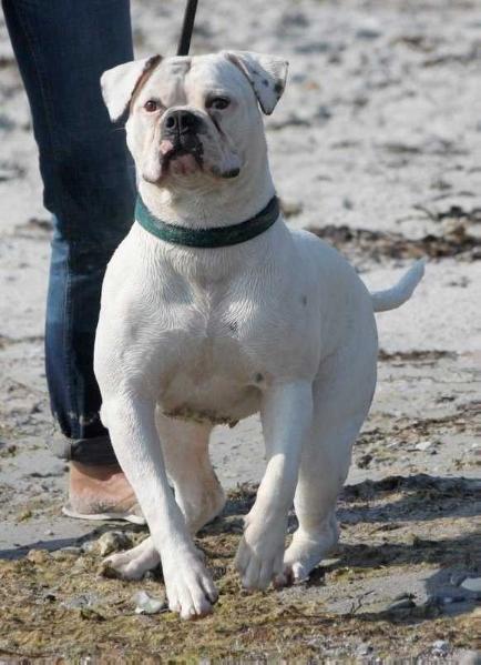 Ostergaard's Ella | American Bulldog 