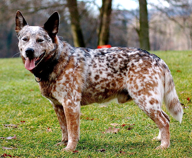 MK Mishak | Australian Cattle Dog 