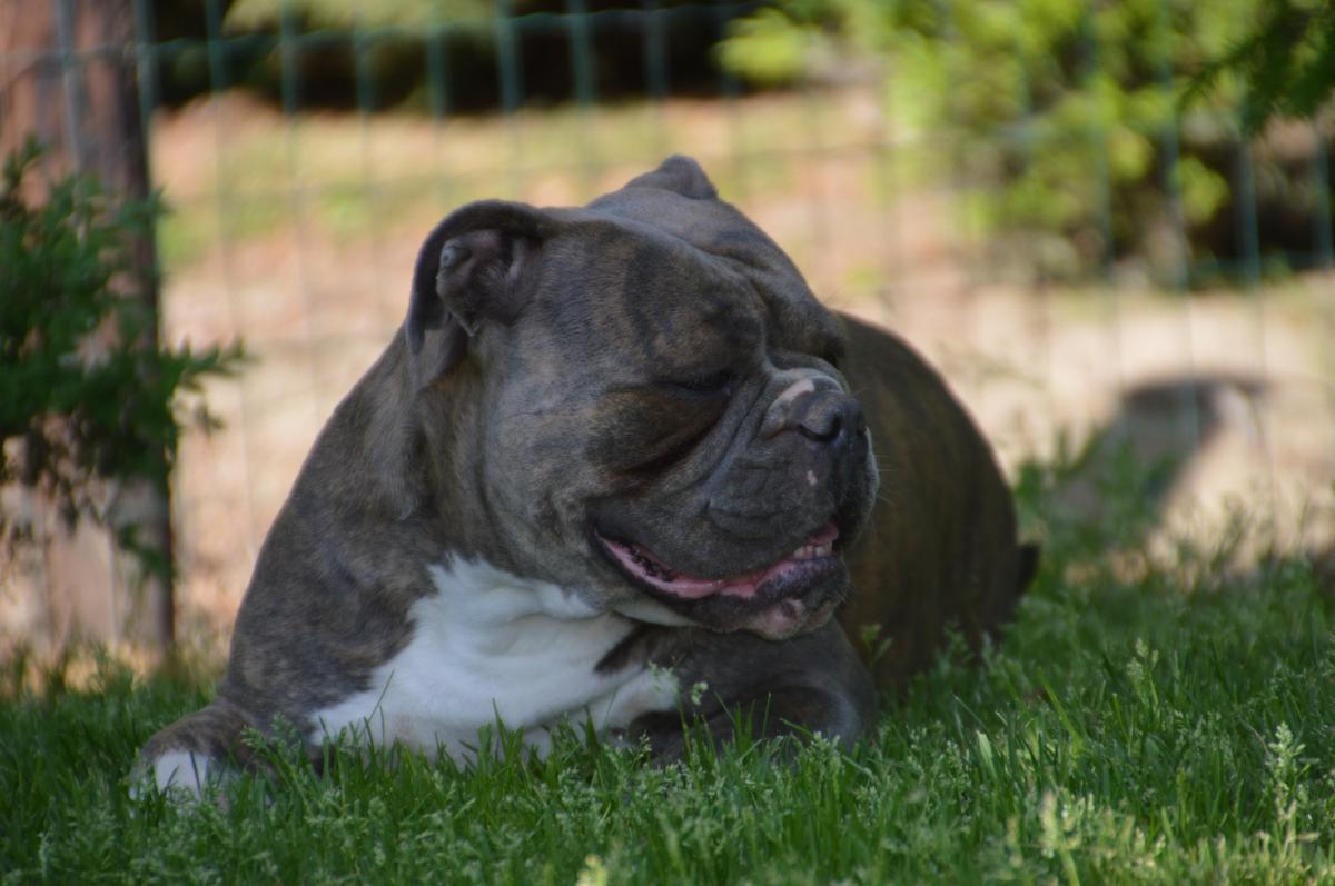 MARVELLOUS BULLS JEDDA | Olde English Bulldogge 