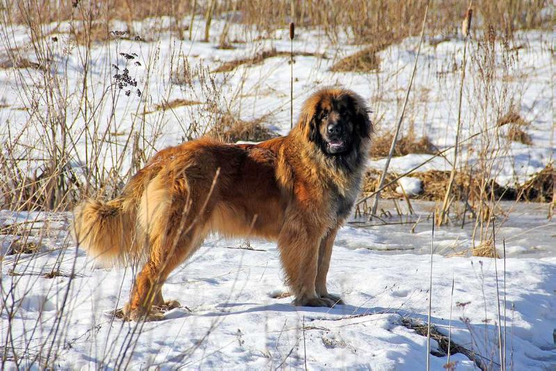 Rus Antares Wondrouse Venus | Leonberger 