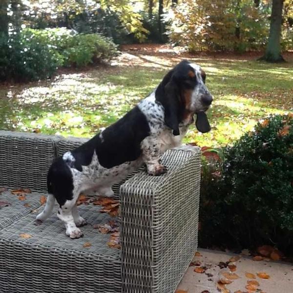 Timpetoes Truman | Basset Hound 