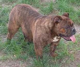 BuffaloCreek's Piggy. | Olde English Bulldogge 