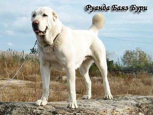 Ruanda Bayaz Bury | Central Asian Shepherd Dog 