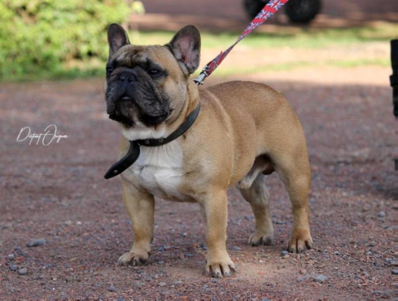 Jian Carlo dit Jo | French Bulldog 