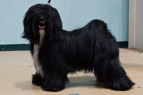 FALAMANDUS PRESS PLAY | Tibetan Terrier 