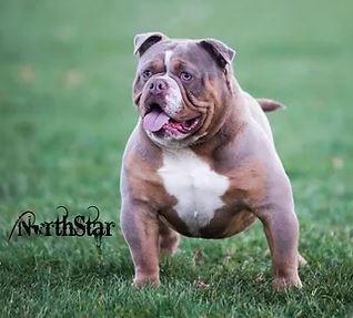 Bullplanet's Slick Rick @ Northstar Kennel | Olde English Bulldogge 