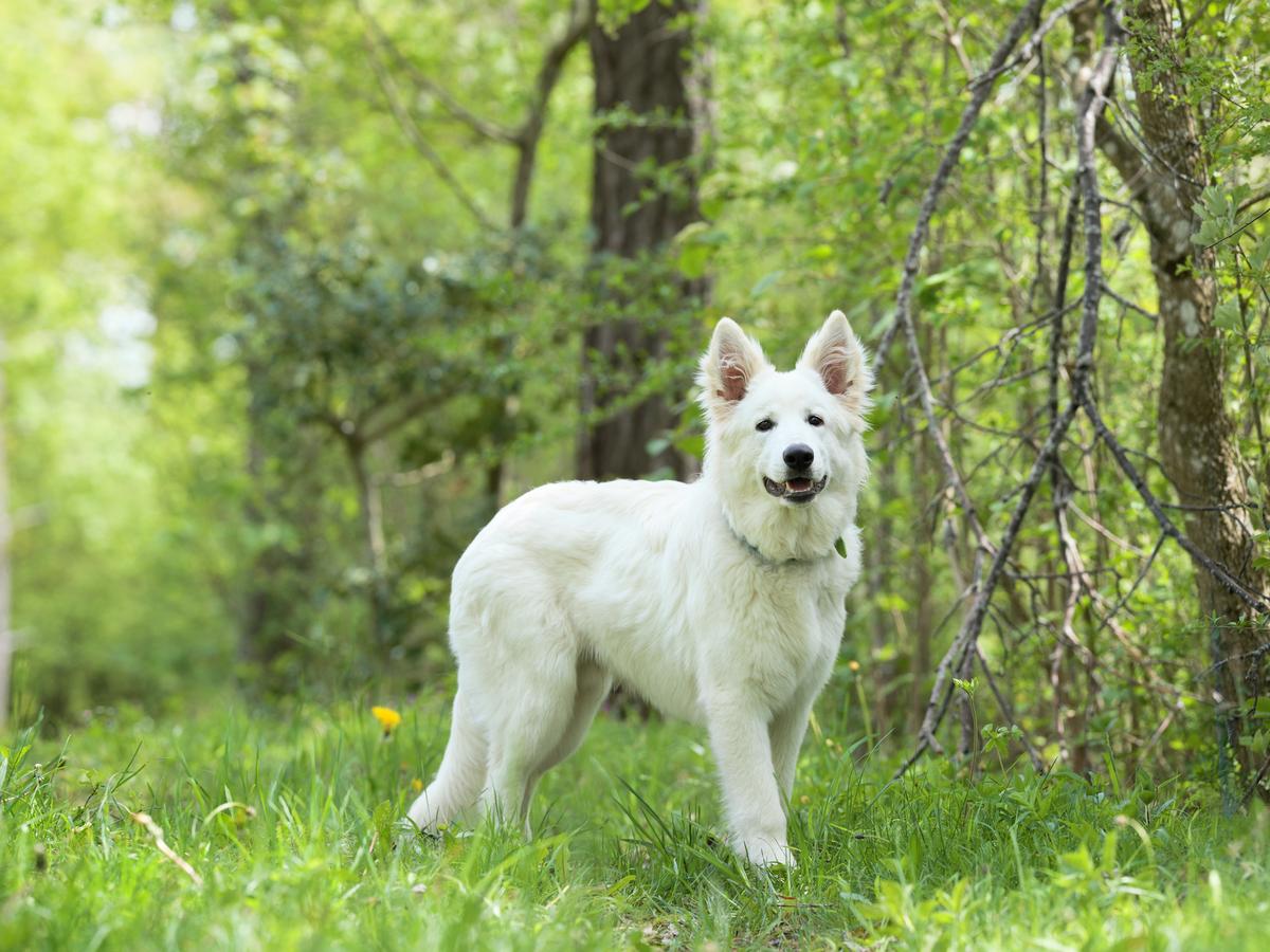 Nevis vom Donnersberger Land | White Swiss Shepherd Dog 