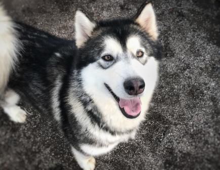 Siyanie Zapada Bright Victory | Alaskan Malamute 