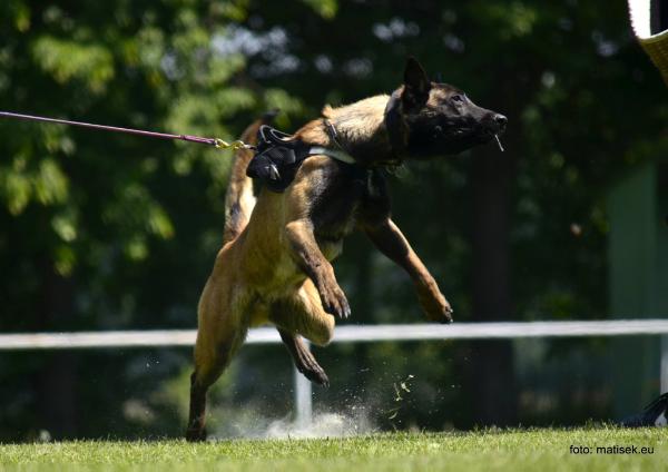Ender Sali-Mir | Belgian Malinois 