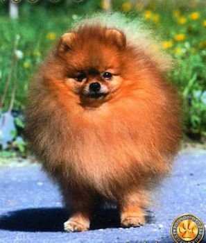 Kalo's Awesome Mini Mike | German Spitz 