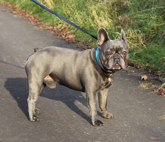 Gery Bulls Achim | French Bulldog 