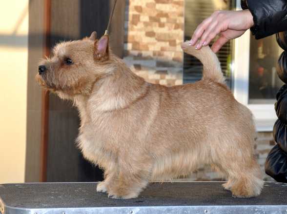 Never Say Goodbye Bestiyana | Norwich Terrier 