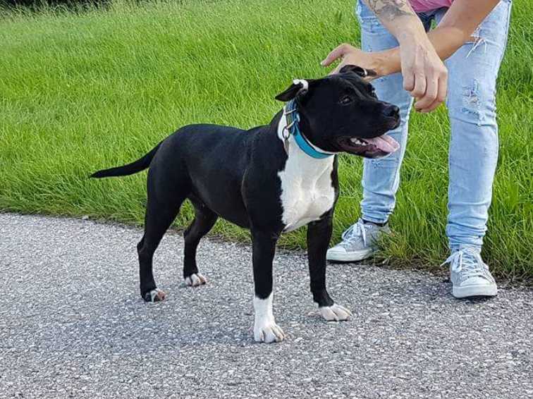 Freedom King's Black Widow | American Staffordshire Terrier 