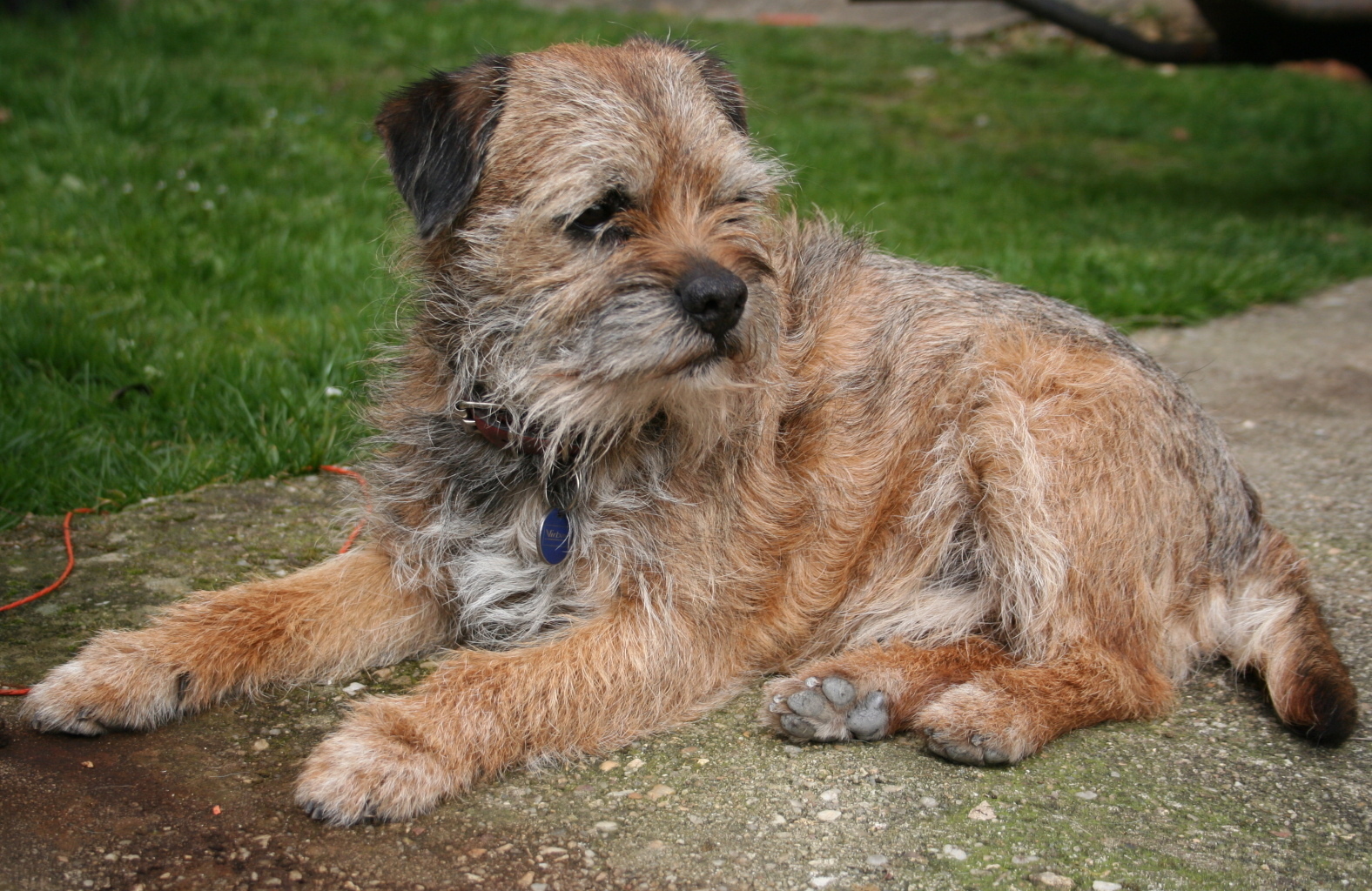 Border Terrier