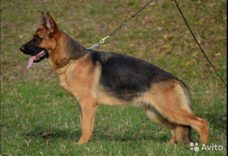 Zavist Bogov Miriam Gossner | German Shepherd Dog 