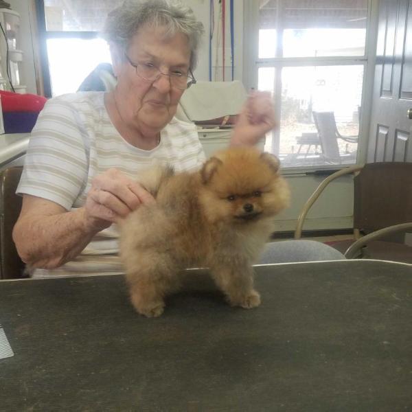 Windrose I Wanna Talk About Me | Pomeranian 