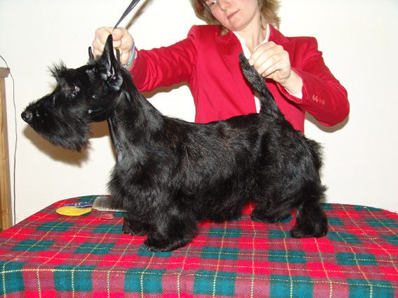 Filisite Brash Xtreme | Scottish Terrier 