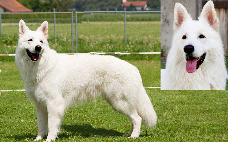 Fussly Akiro of white Starlight | White Swiss Shepherd Dog 
