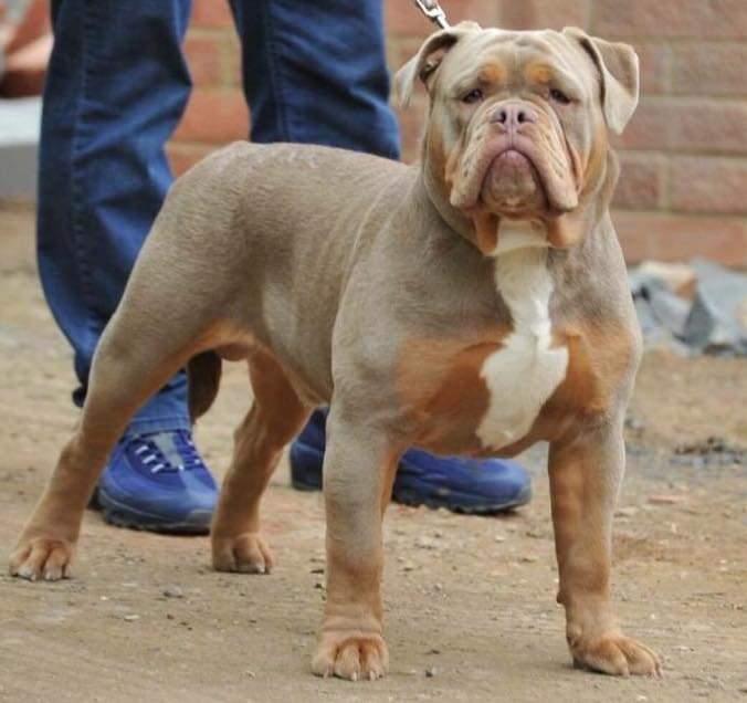 Bankz Bullyz Bentley | Olde English Bulldogge 