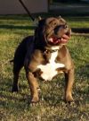 RAZOR'S EDGE P4P HYBUSA | American Pit Bull Terrier 