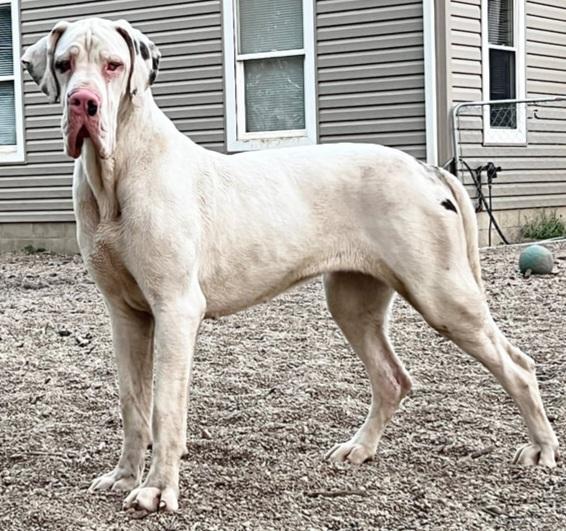 X-Girlfriend Chickaree Mt. Danes | Great Dane 