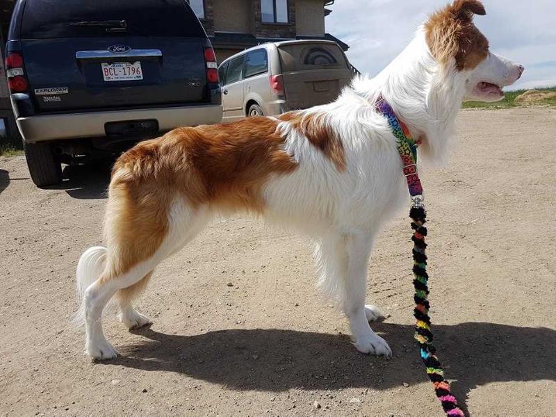 Hullabaloo's Got The Moves | Border Collie 