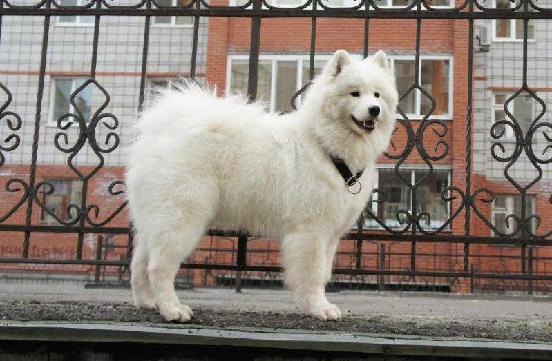 Olimpic Onix Lidiya | Samoyed 