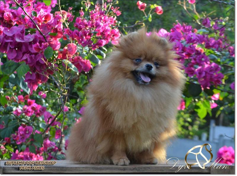 Supreme Dog Reborn From Ashes | Pomeranian 