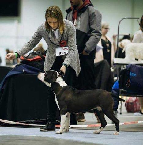 POWER OF LOVE Diamond Staff | American Staffordshire Terrier 