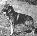 Afír z Pohranicní stráže | Czechoslovakian Wolfdog 