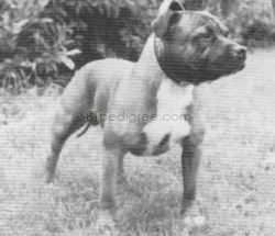 Lancstaff Kjells Namsos Noble | Staffordshire Bull Terrier 