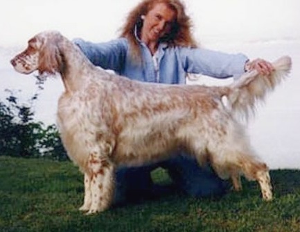 Kadon's Set'R Ridge Tissa | English Setter 