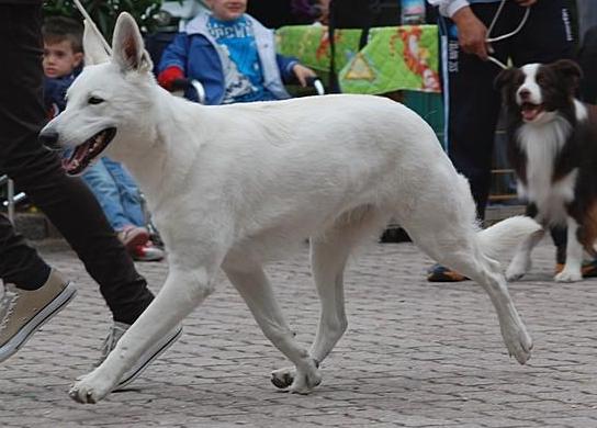 Beky di Casa Praderio | White Swiss Shepherd Dog 