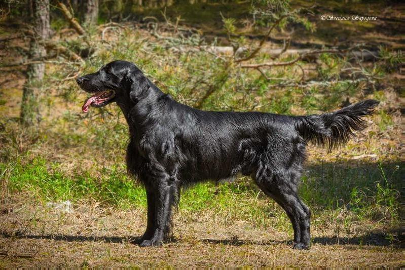 Happy Boss Black and White | Flat-Coated Retriever 