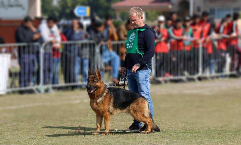 Hector vom Aggerdeich | German Shepherd Dog 