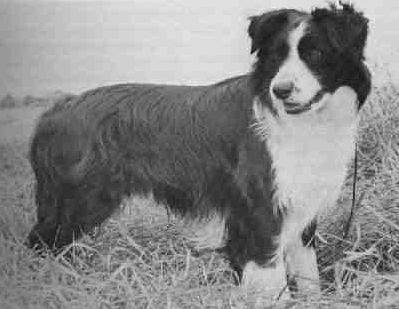 Beagold Louis | Border Collie 