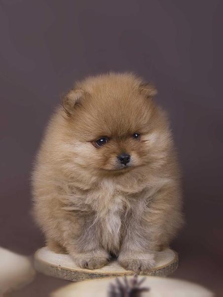 Calimero Romeo Pukuotas Pasalunas | German Spitz 