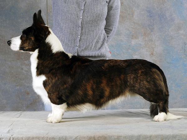 Blondie's Noble Man | Cardigan Welsh Corgi 